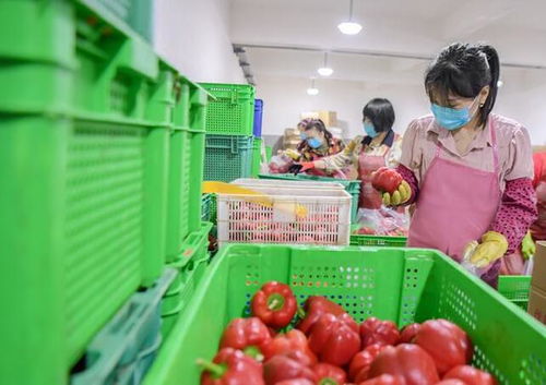 惠安 守护菜篮子，保障食用农产品批发安全