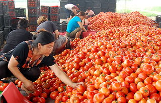 蔬菜价格持续走低 商务部监测显示食用农产品批发价连降三周